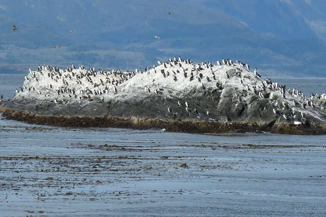 Ushuaia: Beagle Channel Navigation to the Penguin Colony - Meeting the boat: where the day starts (and how not to lose it)