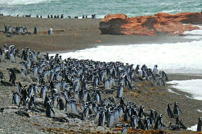 Ushuaia: Beagle Channel Navigation to the Penguin Colony - Stop One: leaving Ushuaia and cruising the Beagle Channel highlights