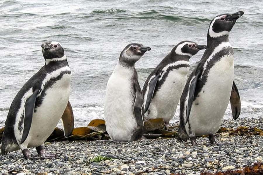 Ushuaia: Beagle Channel Penguin Colony Tour - Key moments that make this tour worth your time