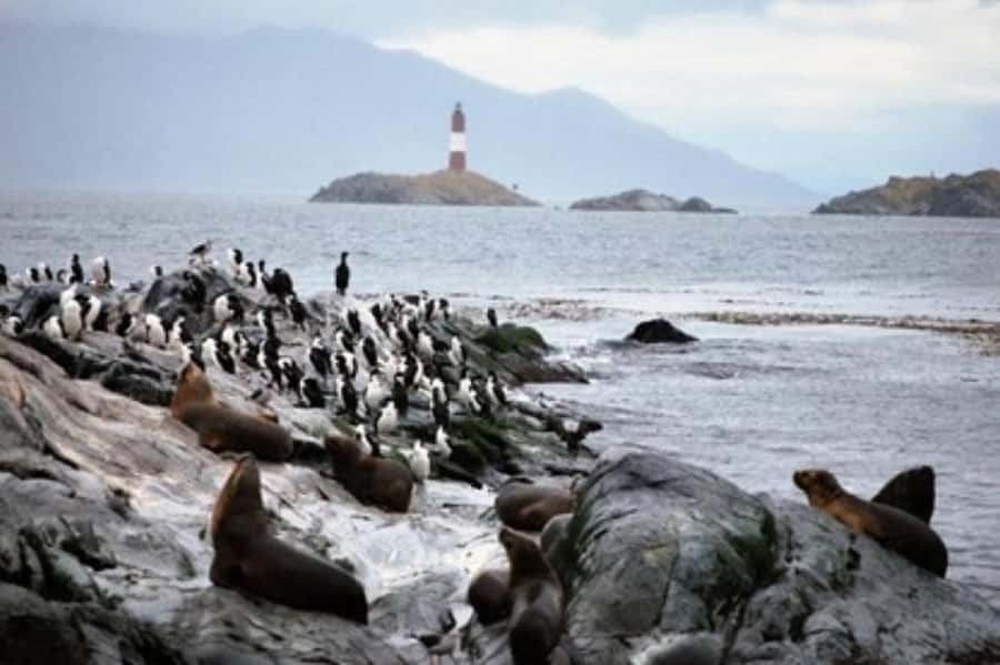 Ushuaia: Beagle Channel Penguin Colony Tour - Les Eclaireurs Lighthouse and the SS Monte Cervantes Story