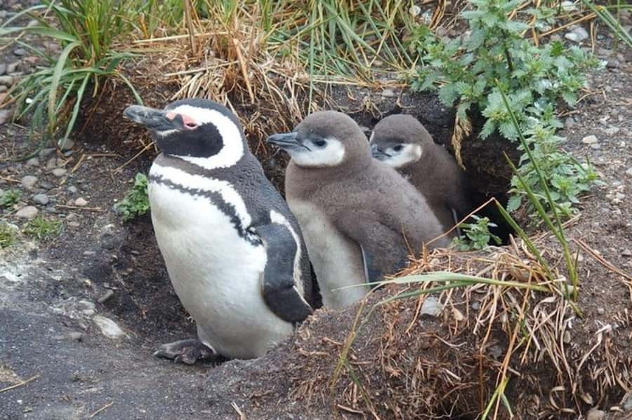Ushuaia: Beagle Channel Penguin Colony Tour - Canoero Catamaranes Check-In, Timing, and What to Bring