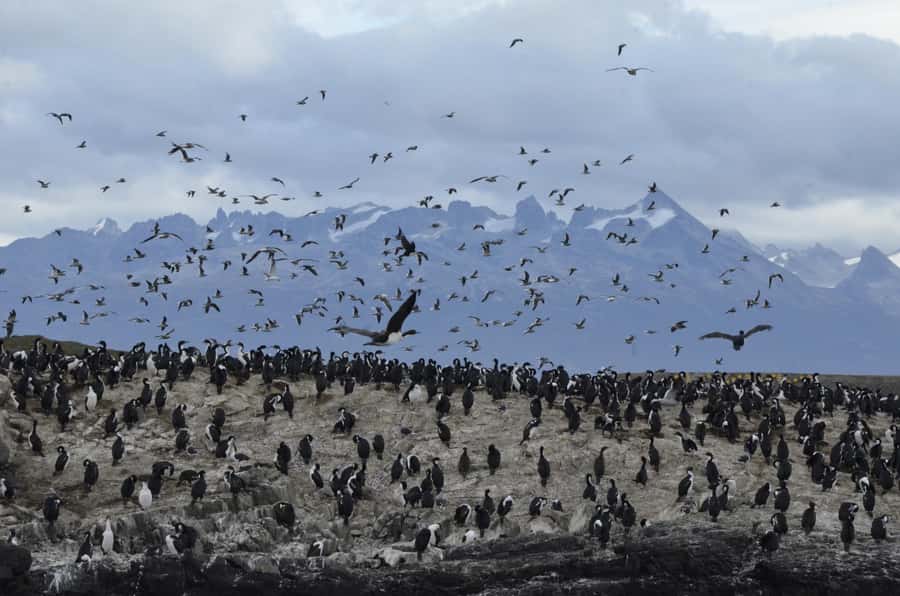 Ushuaia: Beagle Channel & Sea Wolves Island Catamaran Cruise - Key highlights I think you’ll care about