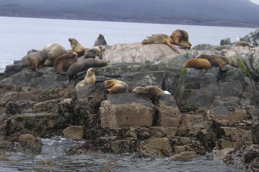 Ushuaia: Beagle Channel, Seal Island & Bridges Islands Tour - Los Lobos and the sea lions: seeing habitat, not just animals
