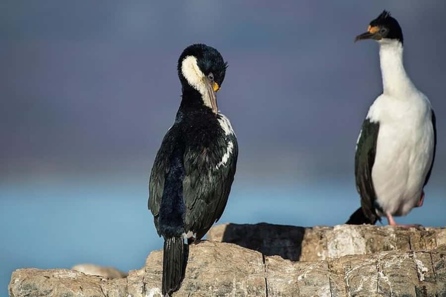 Ushuaia: Beagle Channel, Seal Island & Bridges Islands Tour - Bird Island and the albatross spotlight