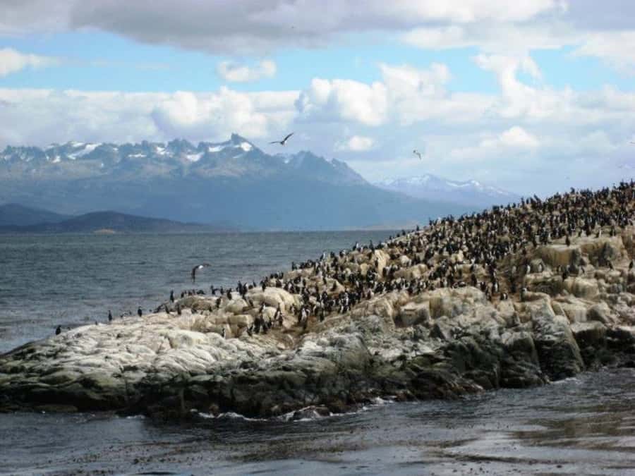 Ushuaia: Beagle Channel, Seal Island & Bridges Islands Tour - Los Pájaros: cormorants and marine bird watching