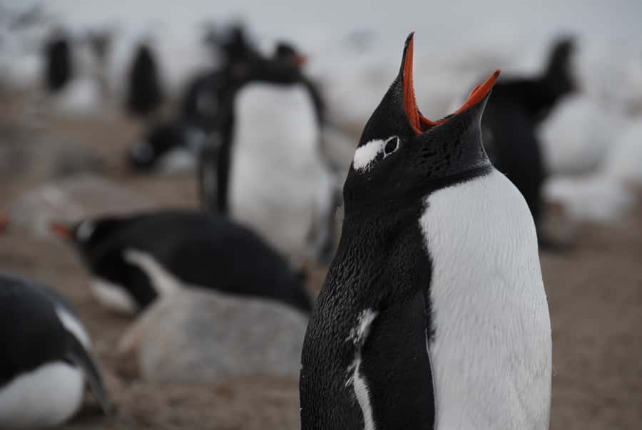 Ushuaia: Catamaran Sailing to Penguin Island - Key highlights at a glance