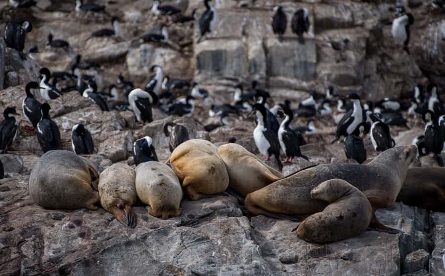 Ushuaia: Catamaran Sailing to Penguin Island - Why this Ushuaia catamaran feels like a full day (even at 5.5 hours)