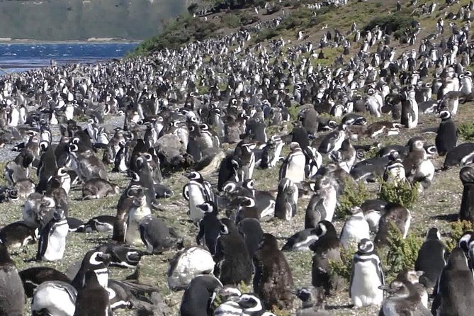 Ushuaia: Martillo Island and Walk Among Penguins Full-Day Tour - Day-of logistics: meeting point, timing, and the schedule you should expect