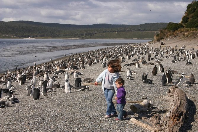 Ushuaia: Martillo Island and Walk Among Penguins Full-Day Tour - Who should book this penguin walk, and who should skip it