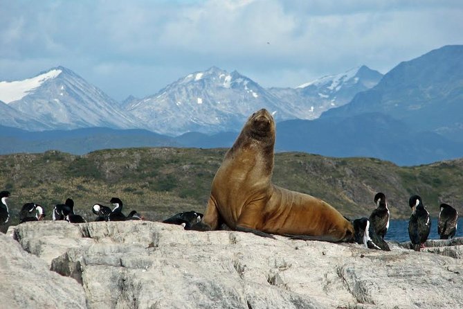 Ushuaia: Martillo Island and Walk Among Penguins Full-Day Tour - Canal Beagle boat crossing: faster than you think, and better views than you expect
