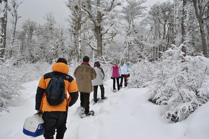 Ushuaia Night Adventure: Snowshoeing and Snowmobiling - Who This Tour Suits (And Who Might Want a Different Night Option)