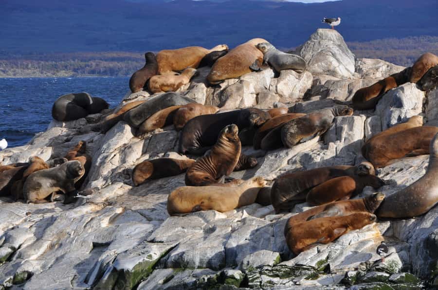 Ushuaia: Penguin Watching Tour by Catamaran - What you pay $180 for: value and inclusions that actually help