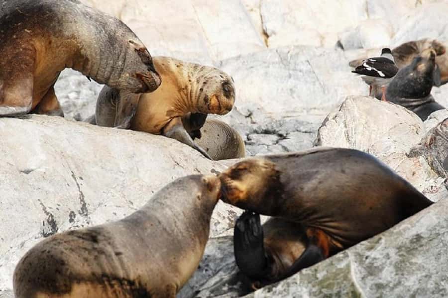 Ushuaia: Sailing Beagle Channel to the Penguin Colony - Key highlights you should care about