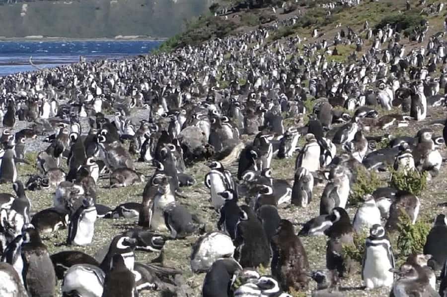 Ushuaia: Sailing Beagle Channel to the Penguin Colony - Sailing the Beagle Channel from Ushuaia: what makes it worth your time
