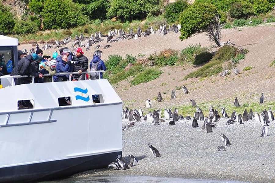 Ushuaia: Sailing Beagle Channel to the Penguin Colony - Price and value for a 6-hour wildlife sailing
