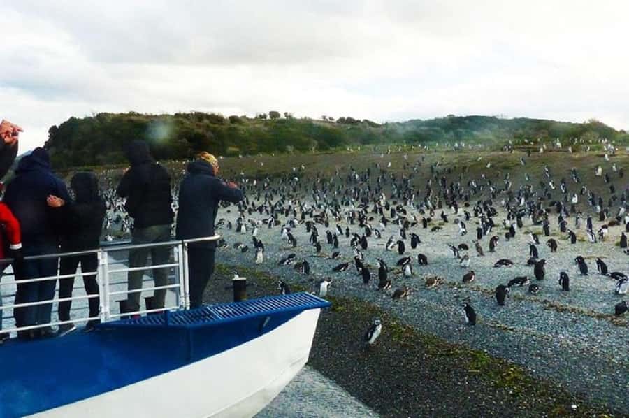 Ushuaia: Sailing Beagle Channel to the Penguin Colony - Penguins at Martillo Island: close viewing, but not total control