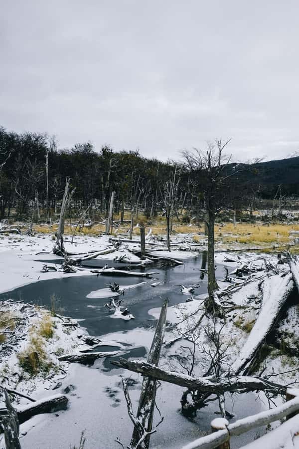 USHUAIA | Tierra del Fuego National Park & Optional Train - The Optional Southern Fuegian Railway Ride