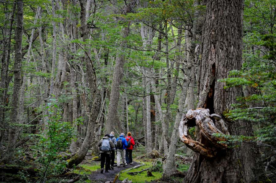 Ushuaia: Tierra del Fuego National Park Tour with Lunch - The return drive: back to Ushuaia around 2:30 PM