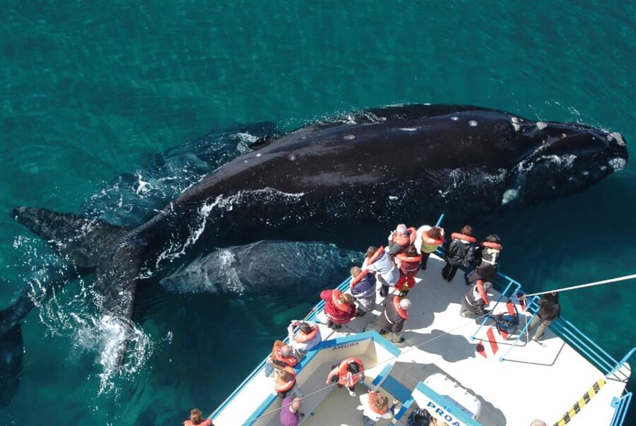 Valdes Peninsula: Full Day with Whale Watching - Morning Drive From Puerto Madryn to Puerto Pirámides