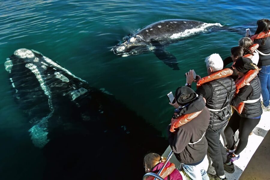 Valdes Peninsula: Full Day with Whale Watching - Lunch Break in Puerto Pirámides or Caleta Valdés