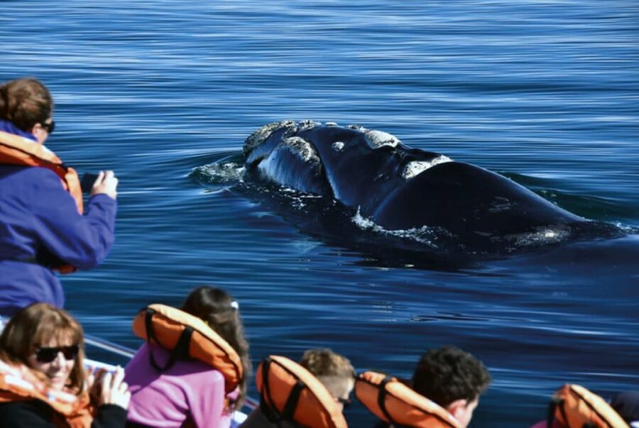 Valdes Peninsula: Full Day with Whale Watching - Salinas Grande y Chica, Punta Delgada, and the Long Lookouts