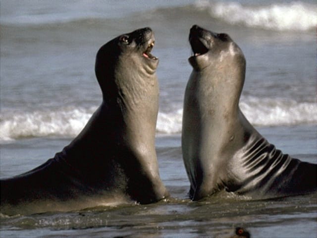 Valdes Peninsula: Full Day with Whale Watching - Carlos Ameghino Interpretation Center: Make the Day Make Sense