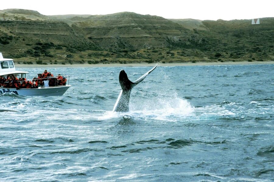 Valdes Peninsula: Full Day with Whale Watching - The Land Wildlife Bonus: Beyond Marine Mammals