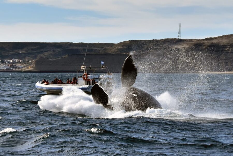 Valdes Peninsula: Full Day with Whale Watching - Price and Value at $298: What You Are Actually Paying For