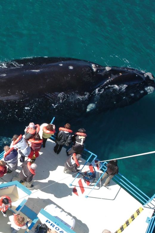 Valdes Peninsula: Full Day with Whale Watching - On the Water: What Whale Watching Includes and What Can Go Wrong