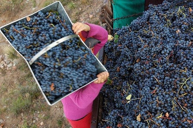 Vineyards with Wine Tasting in Mendoza - The 5-hour rhythm, pickup timing, and how to plan your day