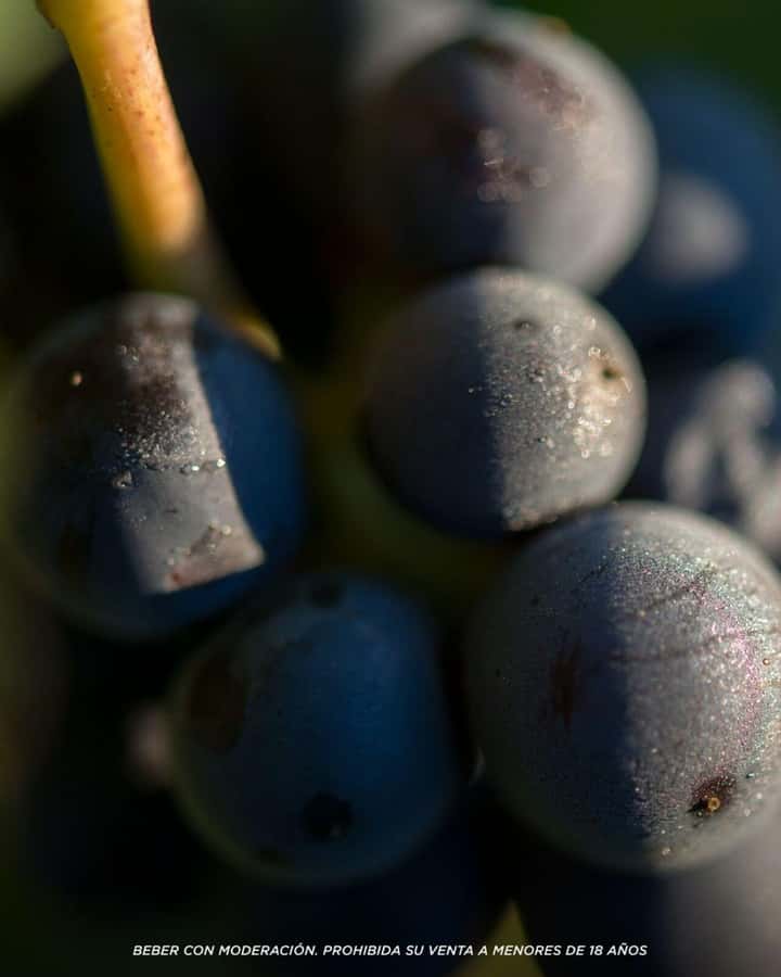 Visit & Tasting at Salentein + Lunch at La Azul - Lunch at La Azul: where the tasting becomes a real meal