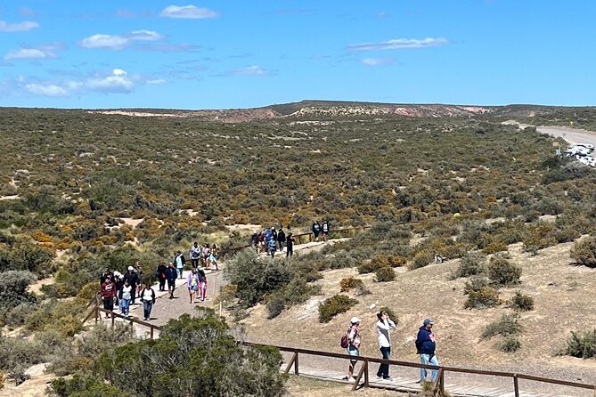 Walk with the Penguins- EARLY BOOKING -20% OFF Cruise Passengers - Guides, Group Size, and the Quality of the Day