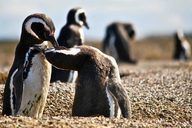 Walk with the Penguins- EARLY BOOKING -20% OFF Cruise Passengers - Entrance Fee and Other Costs: Don’t Get Surprise-Priced