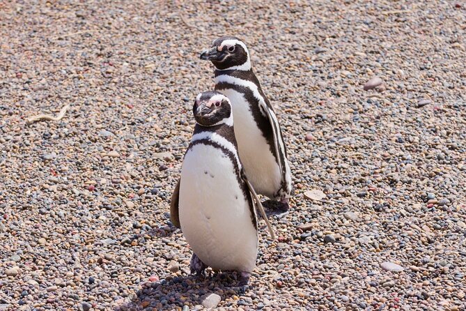 Walk with the Penguins- EARLY BOOKING -20% OFF Cruise Passengers - Potential Gotchas: Discounts, Communication, and Q&A Expectations