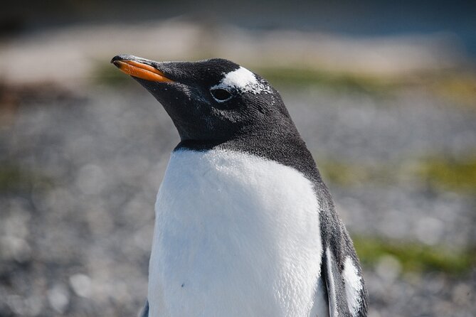 Walking with Penguins in Ushuaia Hammer Island - Terrestrial - Key highlights at a glance