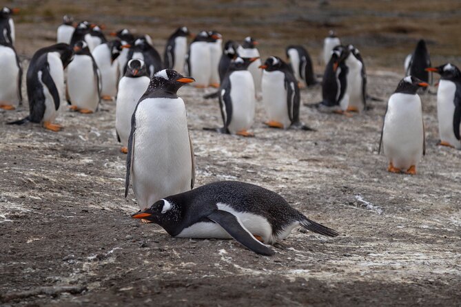 Walking with Penguins in Ushuaia Hammer Island - Terrestrial - Getting to Martillo Island the easy way, by bus plus short zodiac