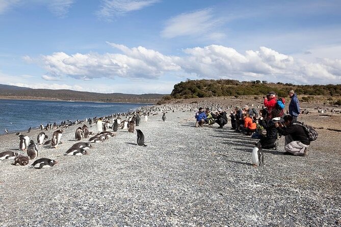 Walking with Penguins in Ushuaia Hammer Island - Terrestrial - Stop 2: the Martillo Island walk, the part you came for