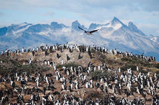 Walking with Penguins in Ushuaia Hammer Island - Terrestrial - Why the guides make or break this tour (and the names you’ll hear)