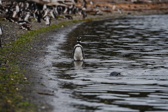 Walking with Penguins in Ushuaia Hammer Island - Terrestrial - Group size, island limits, and how it affects your time