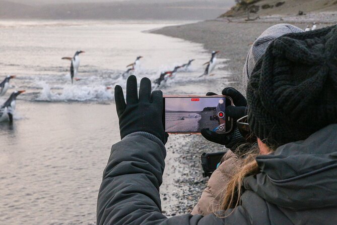 Walking with Penguins in Ushuaia Hammer Island - Terrestrial - Price and value: what $190 gets you in Patagonia time