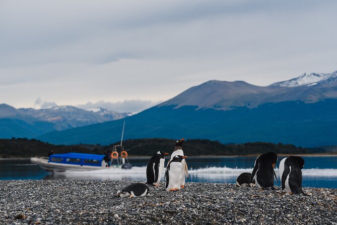 Walking with Penguins in Ushuaia Hammer Island - Terrestrial - Weather, timing, and why “good conditions” matter