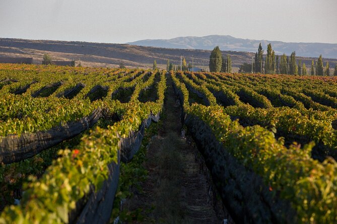 Wine Tour in Huentala Wines Departing from Ciudad Mendoza - Who this tour suits best, and who should think twice