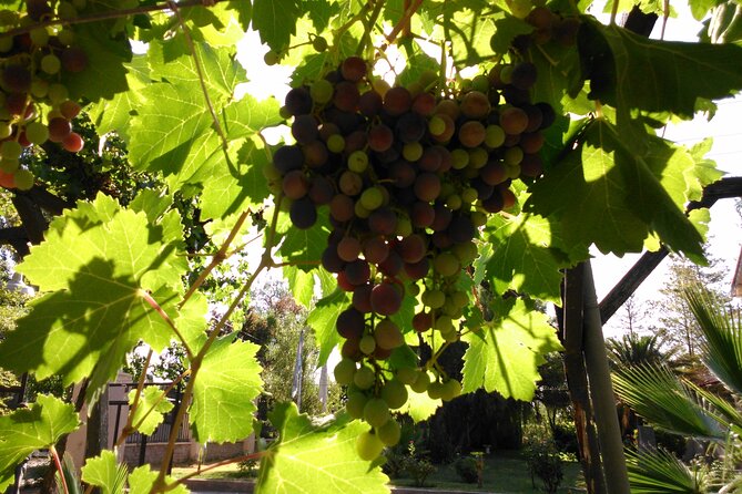 Wine tour with lunch - Key highlights worth planning around