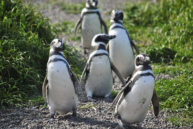 Wonderful Punta Tombo Penguin Rookery Tour for Cruise Passengers - Why Punta Tombo feels so close to the penguins
