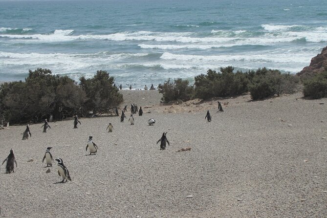Wonderful Punta Tombo Penguin Rookery Tour for Cruise Passengers - The guides: where the experience gets better, not just longer