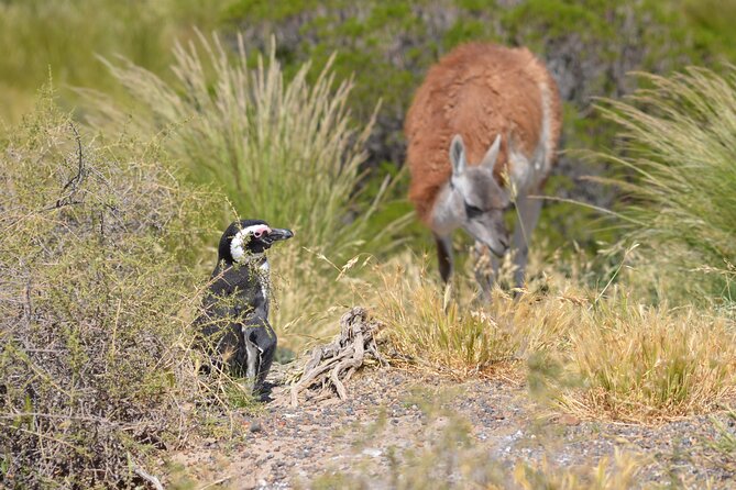 Wonderful Punta Tombo Penguin Rookery Tour for Cruise Passengers - When this tour is the right fit